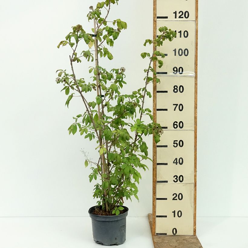 Spécimen de Acanthopanax henryi - Eleutherococcus Pot de 4L/5L tel que livré en été