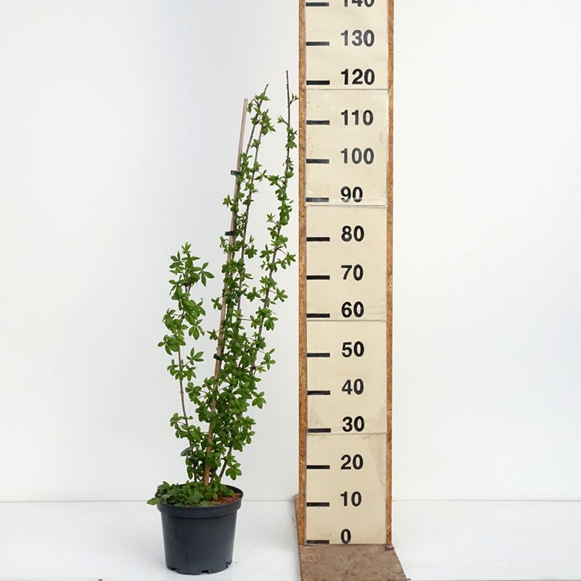 Spécimen de Acanthopanax henryi - Eleutherococcus Pot de 4L/5L tel que livré au printemps