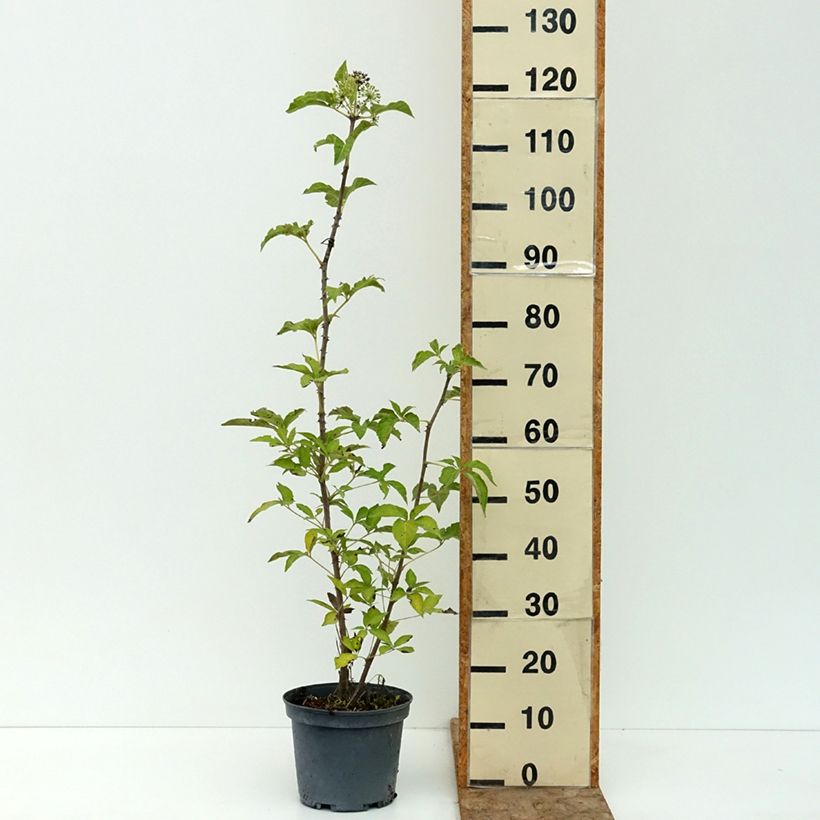 Spécimen de Acanthopanax henryi Nana - Eleutherococcus Pot de 3L/4L tel que livré en été
