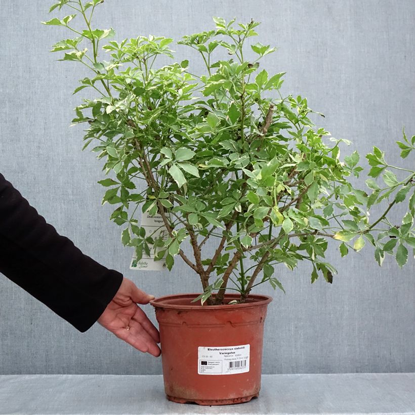 Spécimen de Acanthopanax sieboldii Variegatus - Eleutherococcus Pot de 4L/5L tel que livré en automne