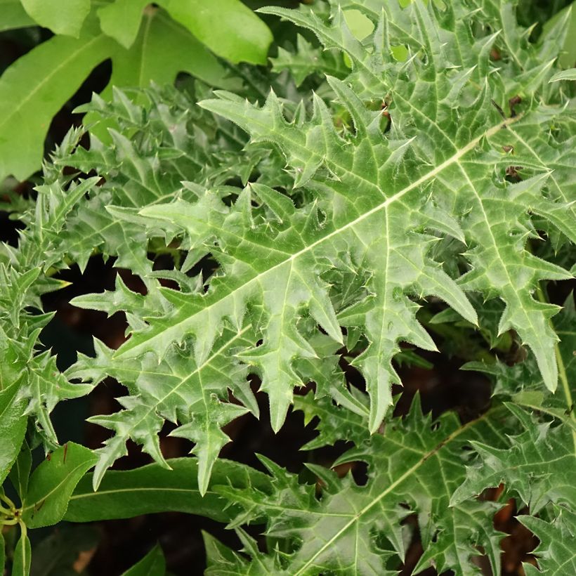 Acanthus hirsutus subsp. syriacus - Acanthe (Feuillage)