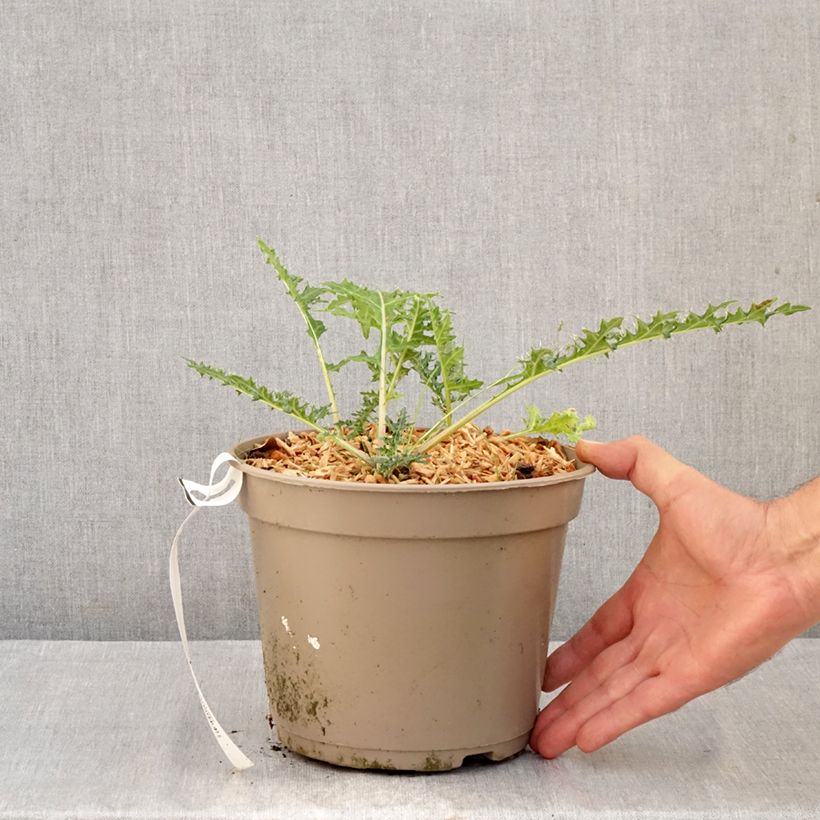 Spécimen de Acanthus hirsutus subsp. syriacus - Acanthe Pot de 4L/5L tel que livré en automne