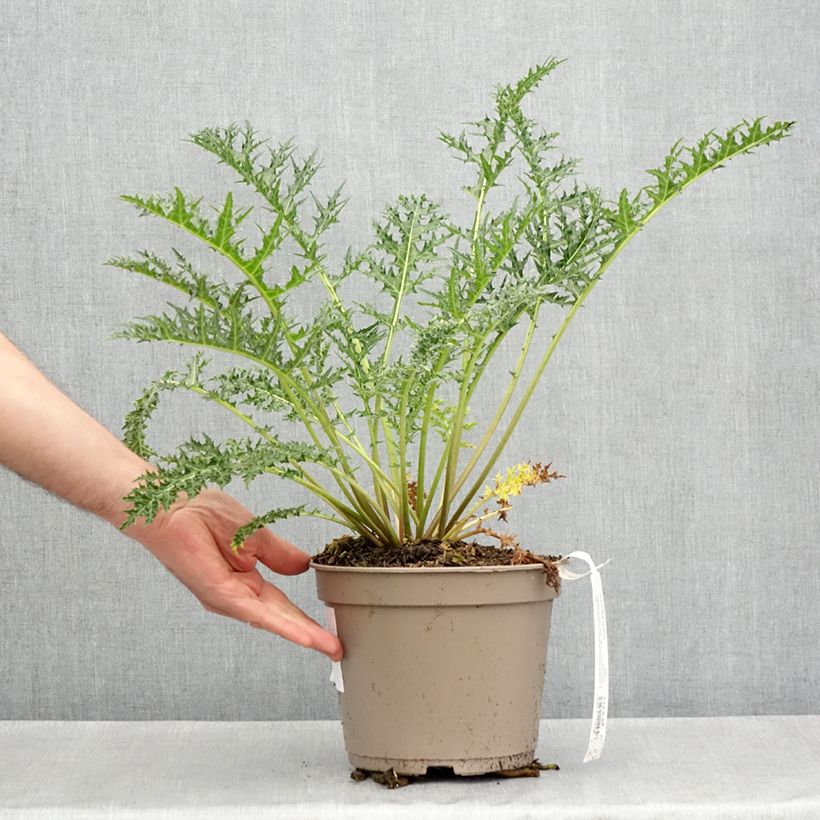 Spécimen de Acanthus hirsutus subsp. syriacus - Acanthe Pot de 4L/5L tel que livré au printemps