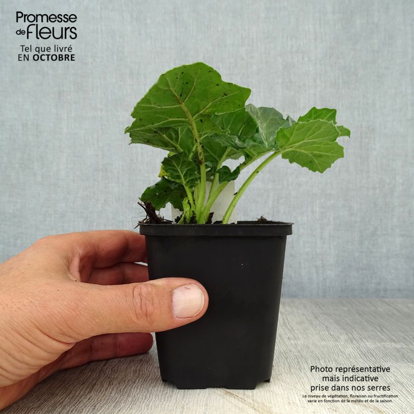 Spécimen de Acanthus mollis Rue Ledan (Jeff Albus) - Acanthe blanche Godet de 8/9 cm tel que livré en automne