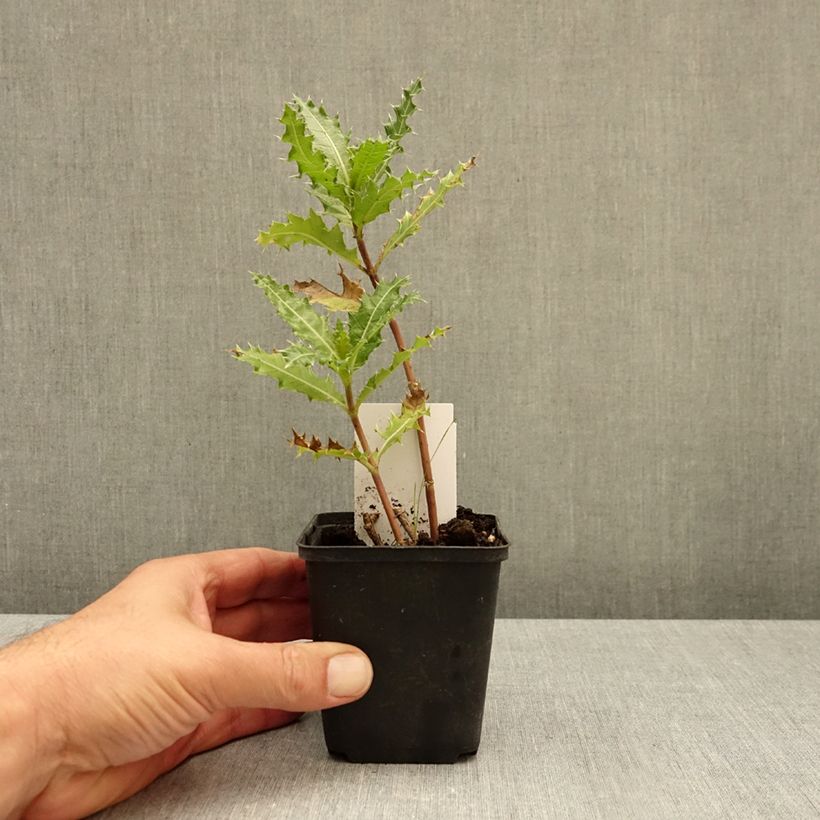 Spécimen de Acanthus sennii - Acanthe Godet de 8/9 cm tel que livré en automne