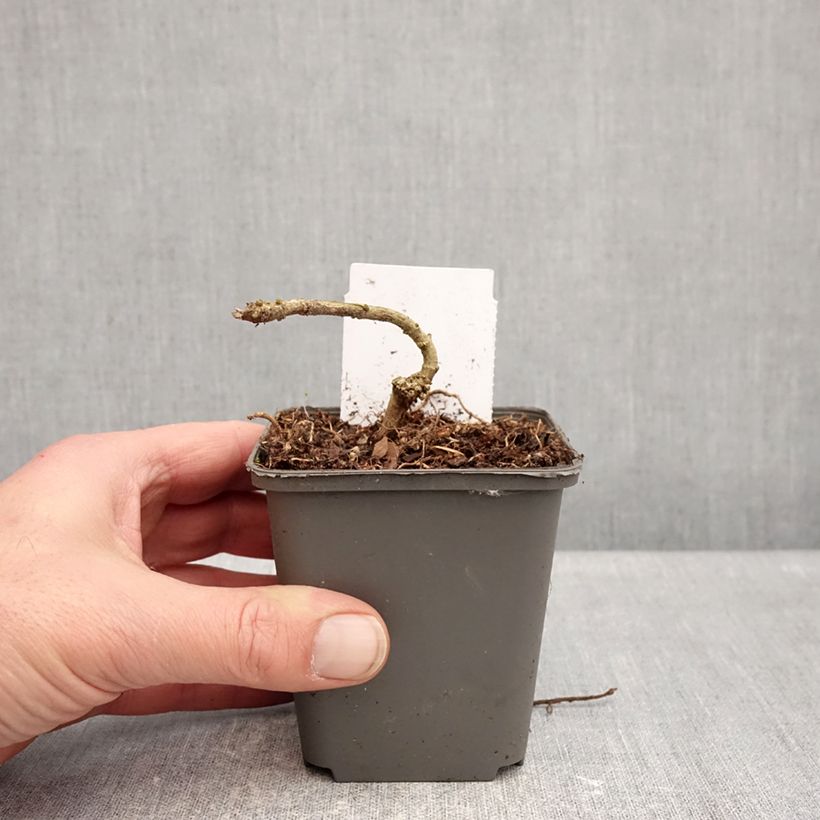 Spécimen de Acanthus sennii - Acanthe Godet de 8/9 cm tel que livré en hiver