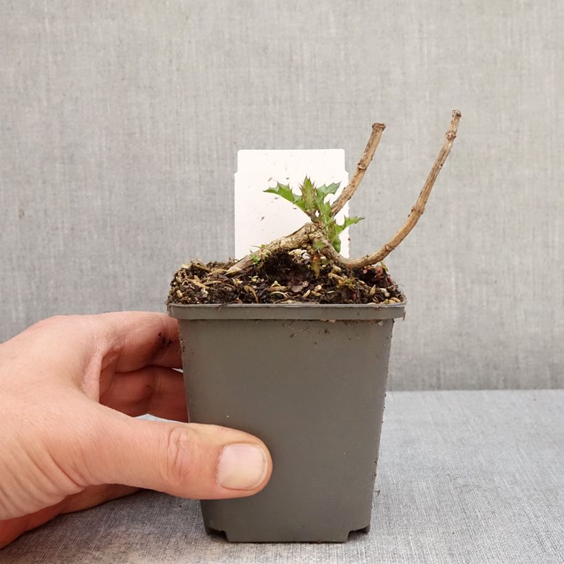 Spécimen de Acanthus sennii - Acanthe Godet de 8/9 cm tel que livré au printemps