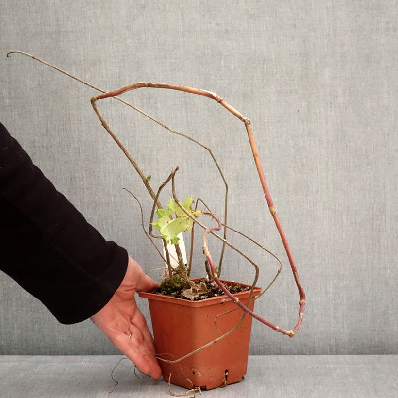 Spécimen de Acanthus sennii - Acanthe Pot de 1L/1,5L tel que livré au printemps