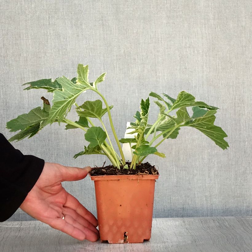 Spécimen de Acanthus Whitewater - Acanthe hybride panachée Pot de 1L/1,5L tel que livré en automne