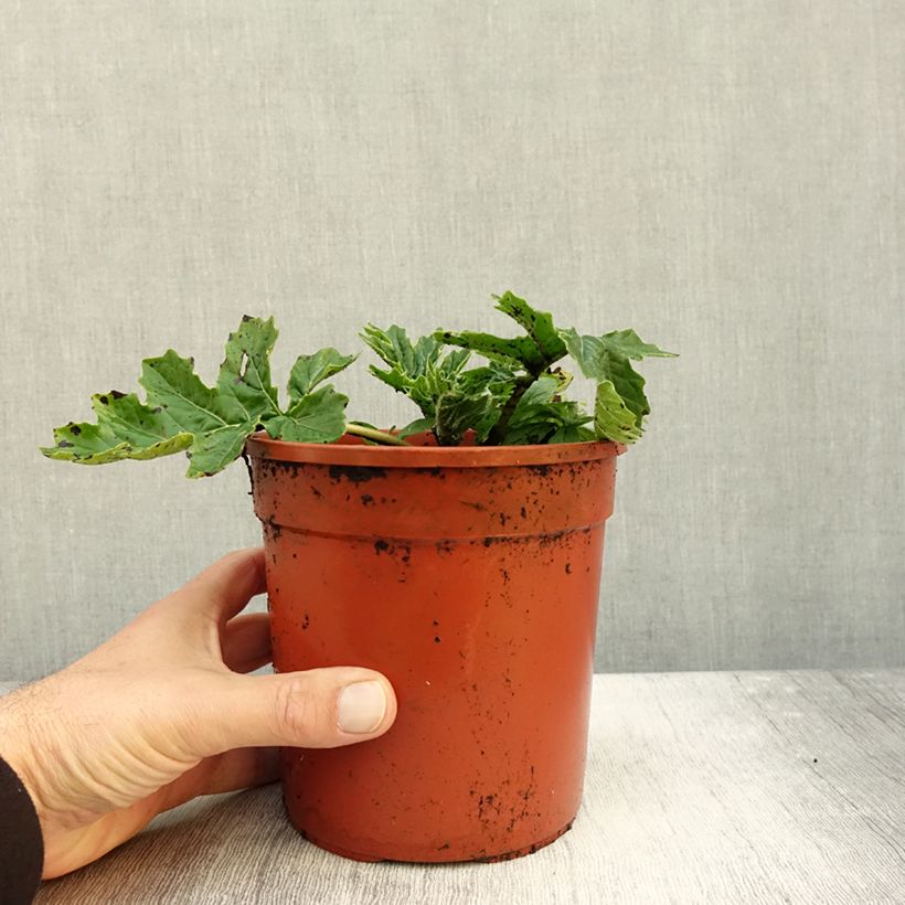 Spécimen de Acanthus Whitewater - Acanthe hybride panachée Pot de 2L/3L tel que livré en automne