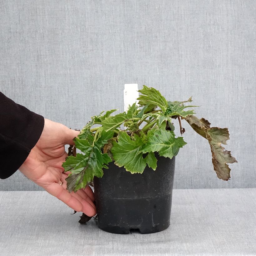 Spécimen de Acanthus Whitewater - Acanthe hybride panachée Pot de 2L/3L tel que livré en hiver