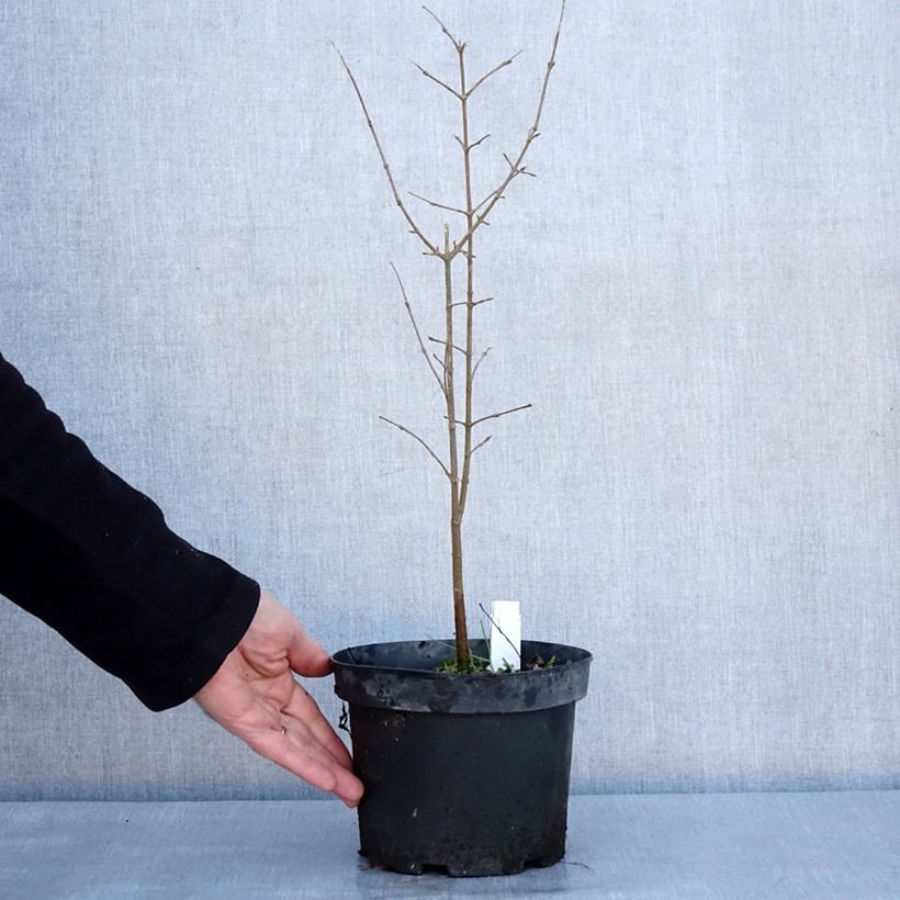 Spécimen de Acer buergerianum - Erable de Buerger Pot de 2L/3L tel que livré en hiver