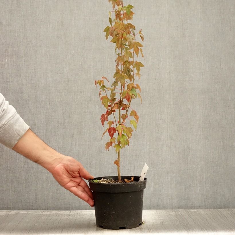 Spécimen de Acer buergerianum - Erable de Buerger Pot de 2L/3L tel que livré en automne