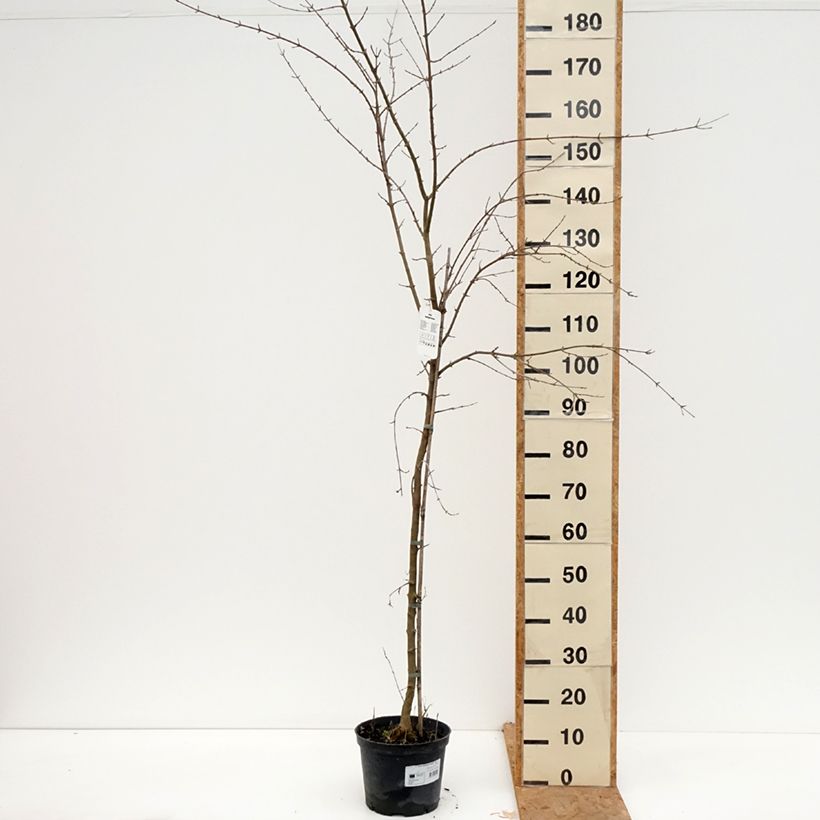 Spécimen de Acer buergerianum - Erable de Buerger Pot de 4L/5L tel que livré en automne