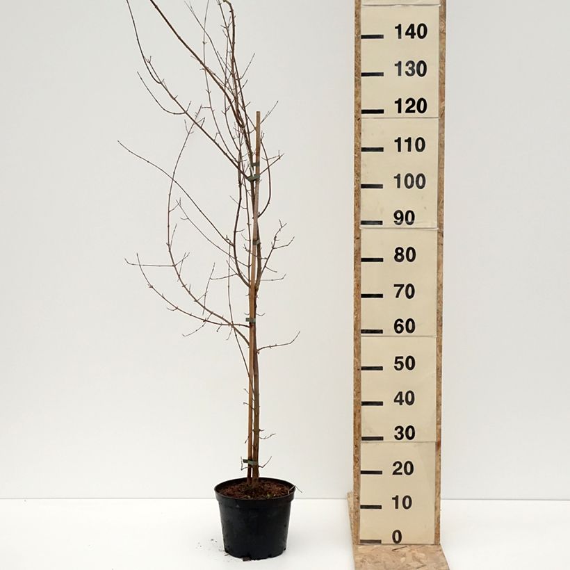 Spécimen de Acer buergerianum - Erable de Buerger Pot de 4L/5L tel que livré en hiver