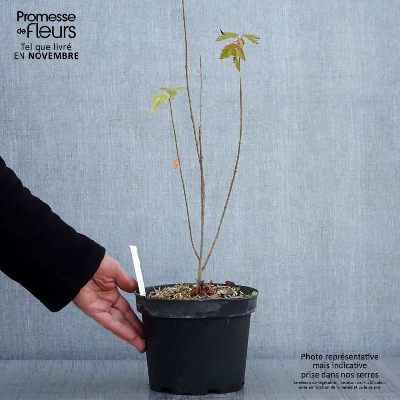 Spécimen de Acer cappadocicum Rubrum - Érable de Colchide rouge Pot de 3L/4L tel que livré en automne