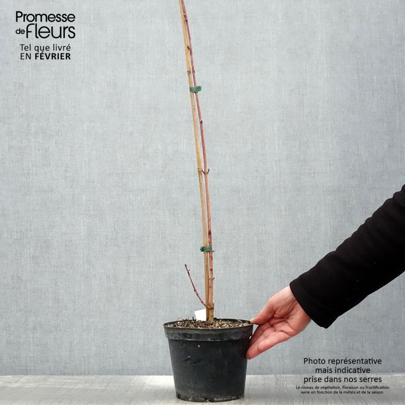 Spécimen de Acer cappadocicum Rubrum - Érable de Colchide rouge Pot de 3L/4L tel que livré en hiver