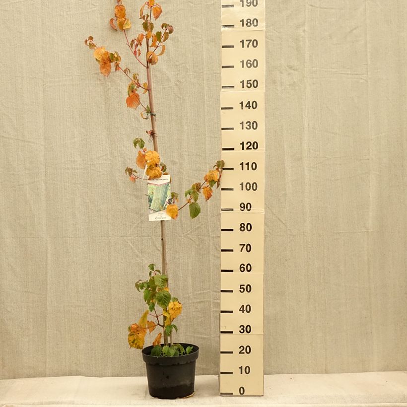 Spécimen de Acer davidii - Érable à peau de serpent Pot de 7,5L/10L tel que livré en automne