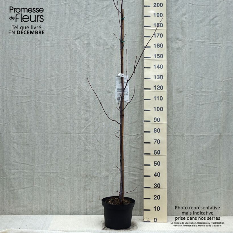 Spécimen de Acer davidii - Érable à peau de serpent Pot de 7,5L/10L tel que livré en hiver