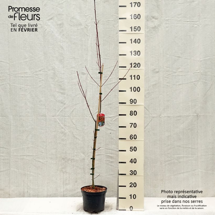 Spécimen de Acer davidii - Érable à peau de serpent Pot de 4L/5L tel que livré en hiver