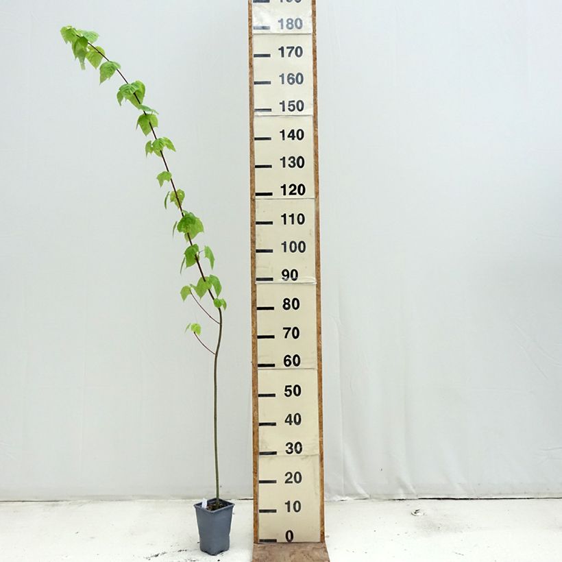 Spécimen de Acer davidii - Érable à peau de serpent Pot de 12 cm / 13 cm, Baliveau tel que livré au printemps