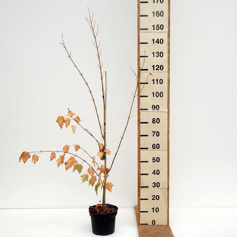 Spécimen de Acer davidii - Érable à peau de serpent Pot de 4L/5L tel que livré en automne