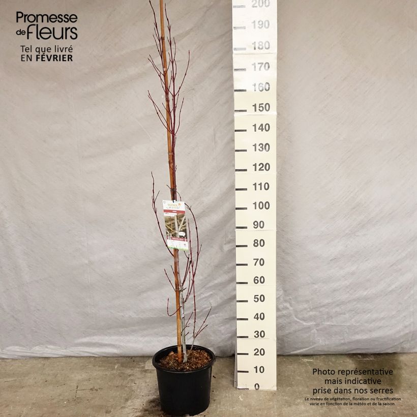 Spécimen de Acer davidii Viper - Érable de David Pot de 12L/15L tel que livré en hiver