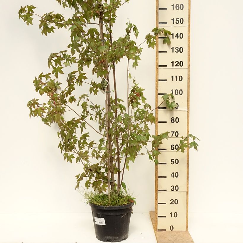 Spécimen de Acer negundo Auratum - Erable à feuilles de frêne doré Pot de 7,5L/10L, Tige tel que livré au printemps