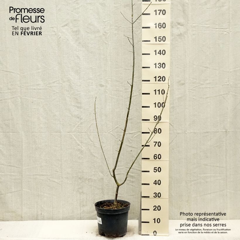 Spécimen de Acer negundo Aureomarginatum - Érable à feuille de frêne Pot de 7,5L/10L tel que livré en hiver