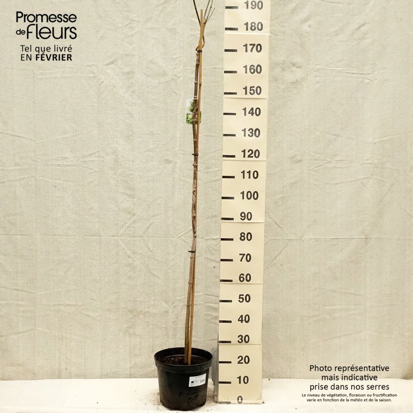 Spécimen de Acer negundo Elegans - Erable à feuille de frêne Pot de 7,5L/10L, Tige tel que livré en hiver