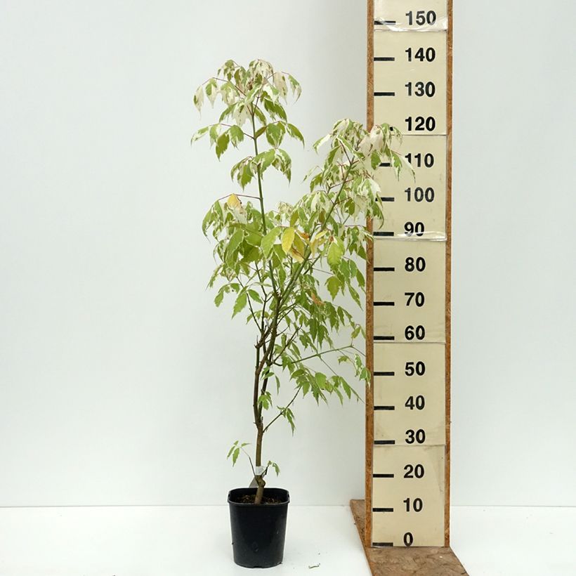 Spécimen de Acer negundo Flamingo - Érable à feuille de frêne Pot de 3L/4L tel que livré en été