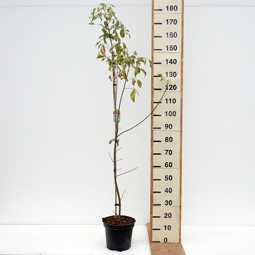 Spécimen de Acer negundo Flamingo - Érable à feuille de frêne Pot de 7,5L/10L tel que livré en automne