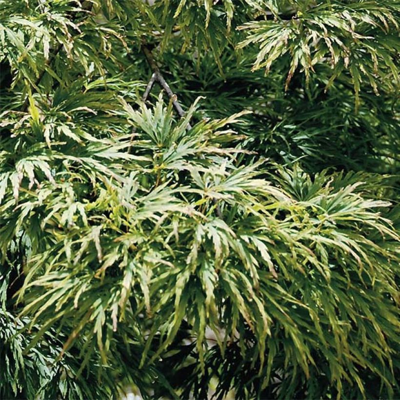 Érable du Japon - Acer palmatum Dissectum (Feuillage)