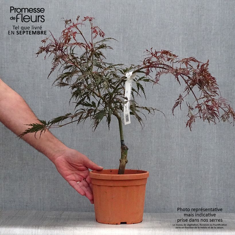 Spécimen de Acer palmatum Dissectum Atropurpureum - Érable du Japon Pot de 3L/4L tel que livré en automne