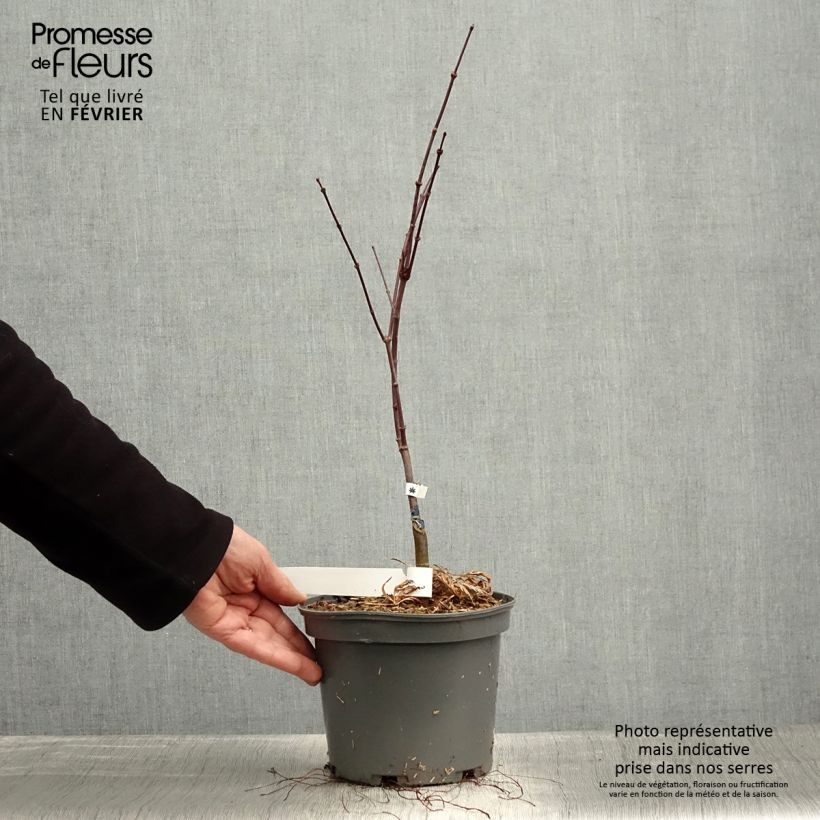 Spécimen de Acer palmatum Dissectum Atropurpureum - Érable du Japon Pot de 3L/4L tel que livré en hiver