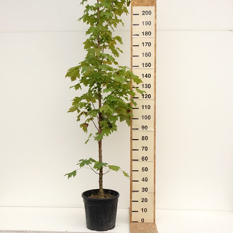 Spécimen de Acer platanoides Columnare - Érable plane Pot de 20L/25L, Tige 6/8 tel que livré en été