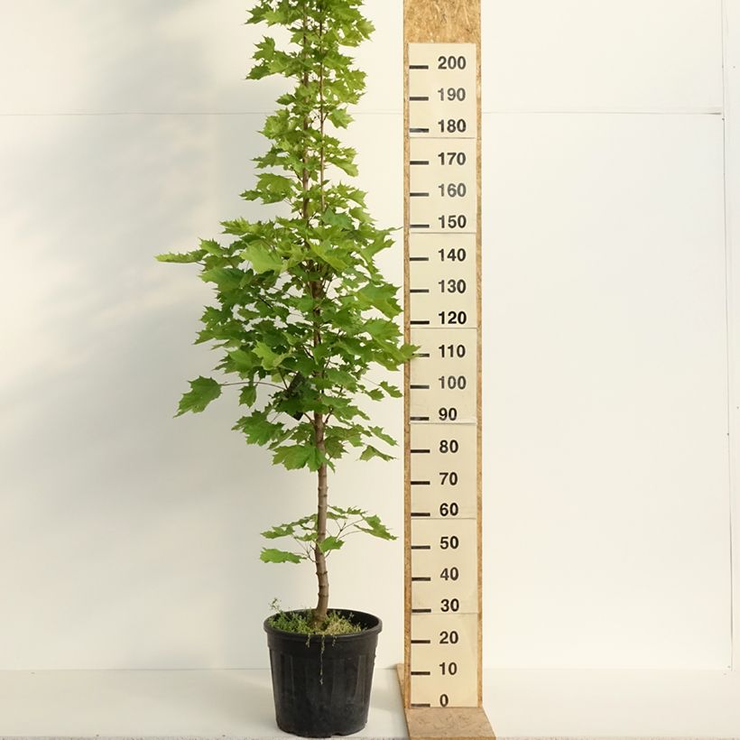 Spécimen de Acer platanoides Columnare - Érable plane Pot de 20L/25L, Tige, Tige 6/8 tel que livré au printemps