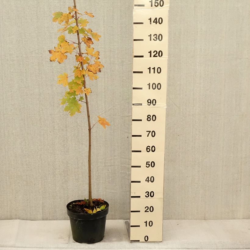 Spécimen de Acer platanoides - Érable plane Pot de 7,5L/10L tel que livré en automne