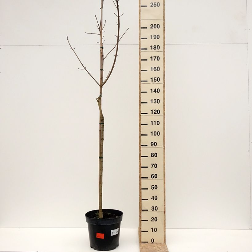 Spécimen de Acer platanoides Maculatum - Erable plane Pot de 12L/15L, Tige tel que livré en hiver