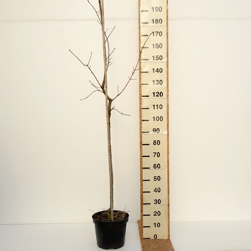 Spécimen de Acer platanoides Maculatum - Erable plane Pot de 12L/15L, Tige tel que livré en automne