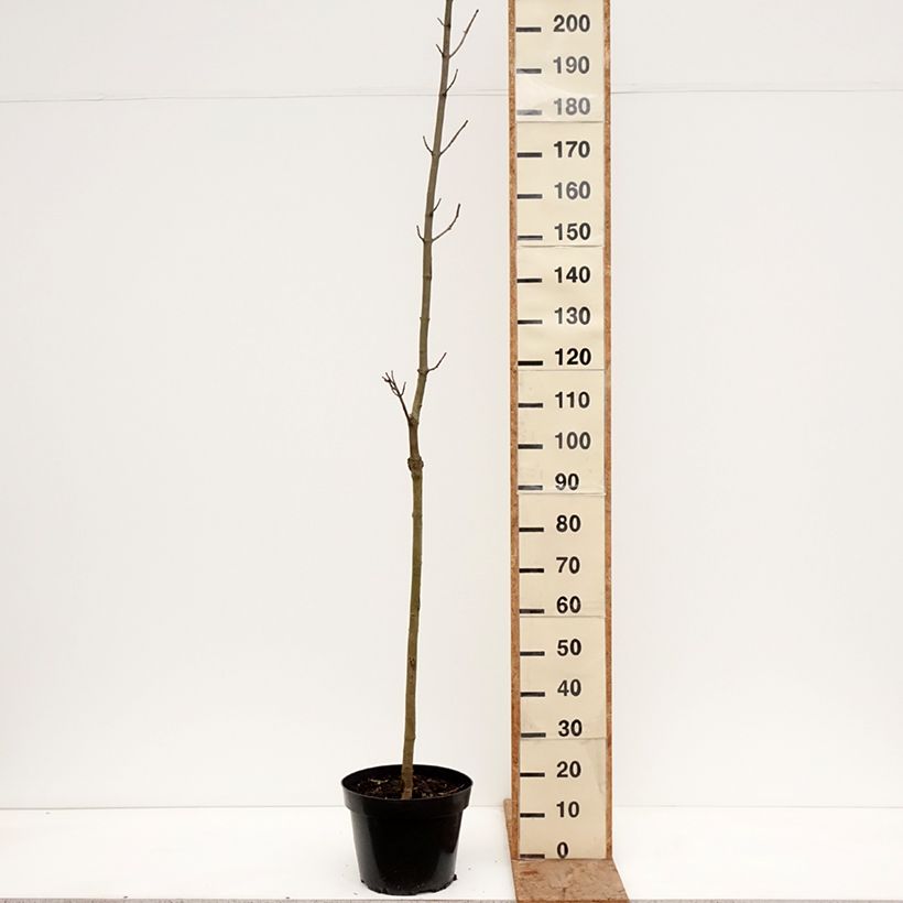 Spécimen de Acer platanoides Marylka - Erable plane BESKID Pot de 12L/15L, Tige tel que livré en hiver