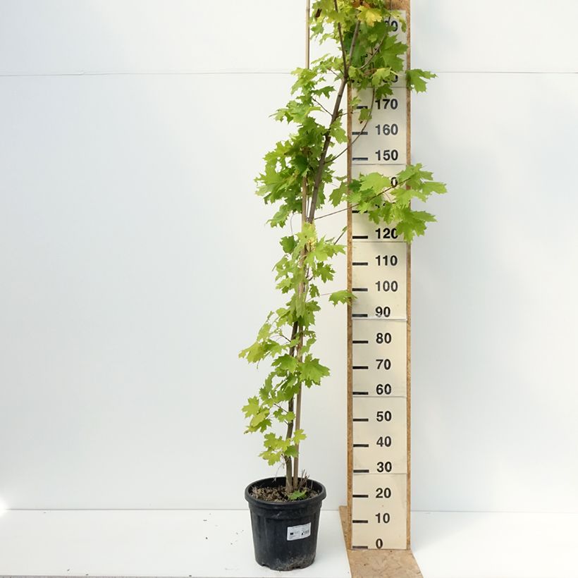 Spécimen de Acer platanoides Princeton Gold - Erable plane Pot de 20L/25L, TIGE tel que livré en été