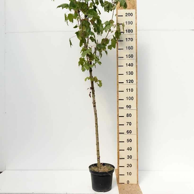 Spécimen de Acer platanoides Stollii - Erable plane Pot de 20L/25L, Tige tel que livré en été