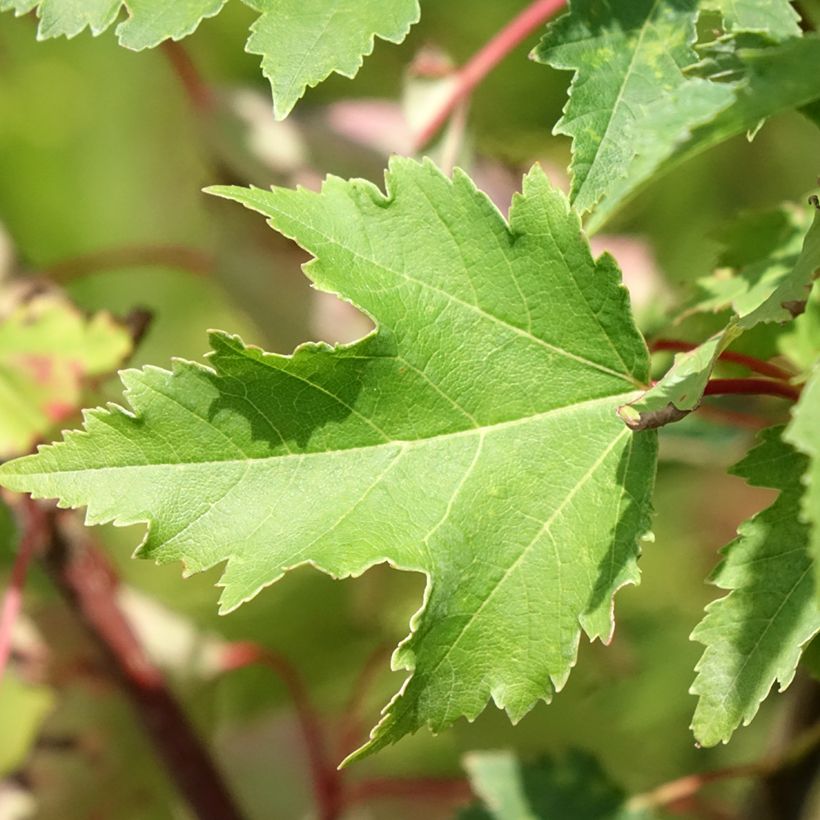 Acer rubrum Armstrong Gold - Erable rouge (Feuillage)