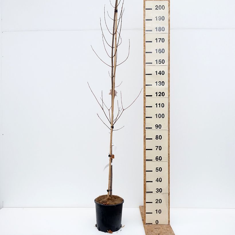 Spécimen de Acer rubrum Fairview Flame - Erable rouge Pot de 12L/15L tel que livré en automne