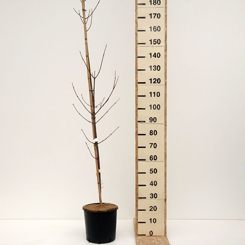 Spécimen de Acer rubrum Fairview Flame - Erable rouge Pot de 12L/15L tel que livré en hiver