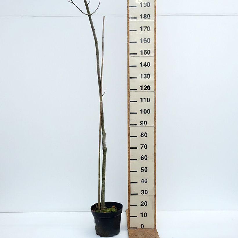Spécimen de Acer rubrum Sekka - Erable rouge Pot de 4L/5L tel que livré en automne