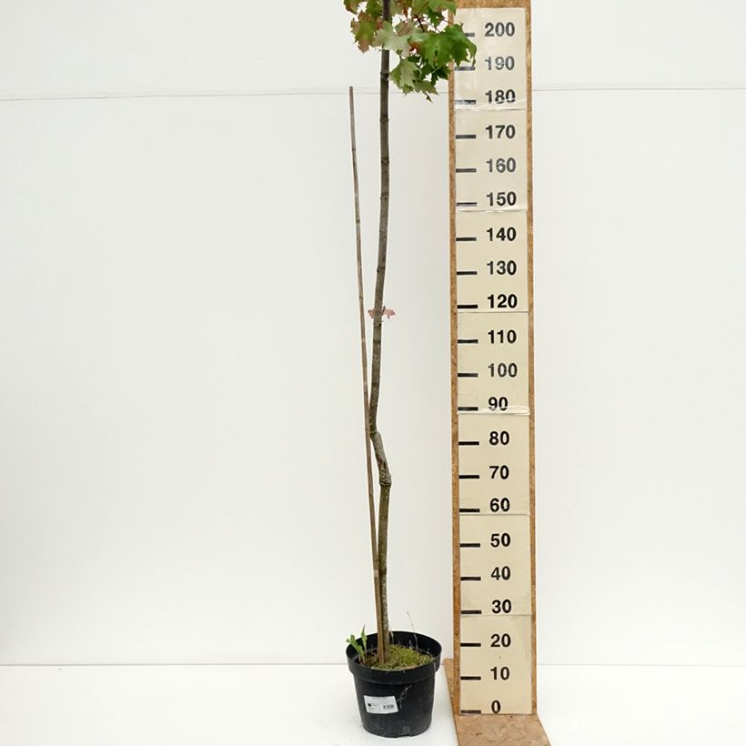 Spécimen de Acer rubrum Sekka - Erable rouge Pot de 4L/5L tel que livré en été