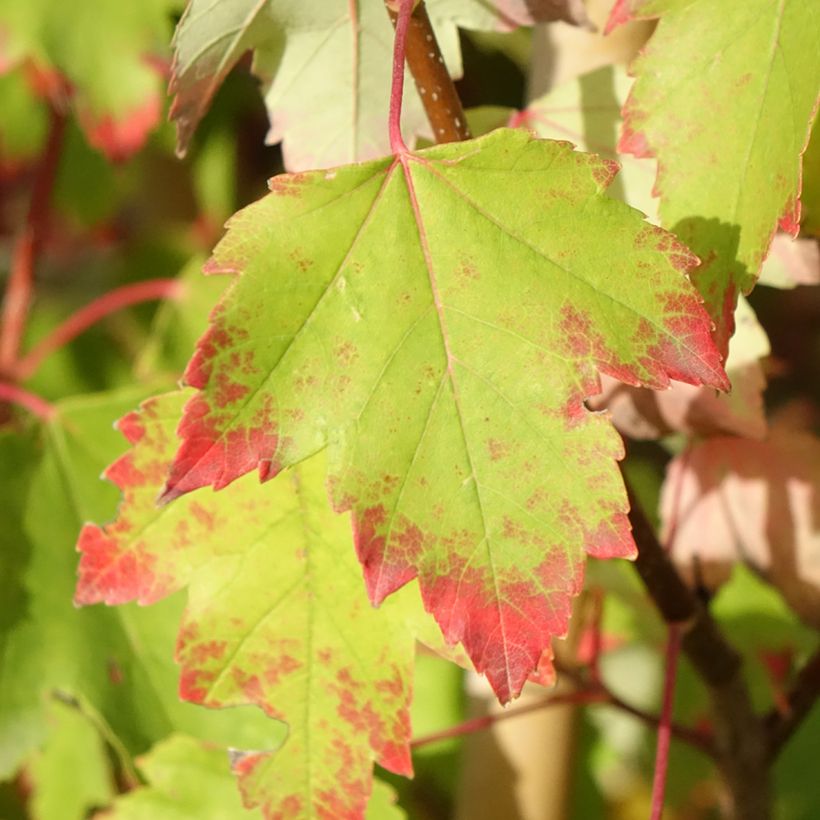 Acer rubrum Sun Valley - Érable rouge (Feuillage)