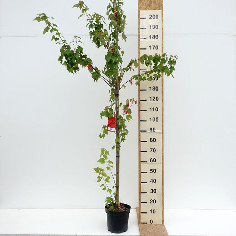 Spécimen de Acer rubrum Sun Valley - Érable rouge Pot de 7,5L/10L, Baliveau tel que livré en été